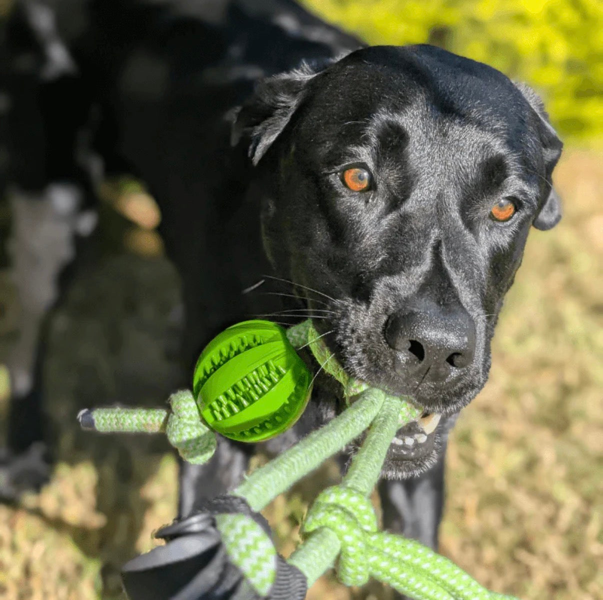 CALM-TUG™ - Kontrolliertes Zerrspiel für Fokus & innere Ruhe